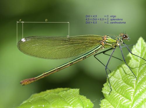 Calopteryx xanthostoma
